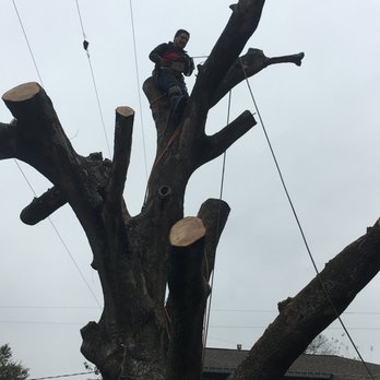 Navarro Tree Service - Tree Services Near Me - Houston, Texas Navarro Tree Service - Tree Services Near Me - Houston, Texas