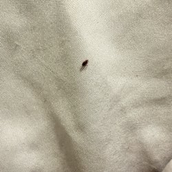 Glass House Inn - Bed bug?