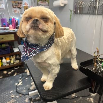 Pawfessional Grooming By Steph - Dog grooming - Pet Groomers Near Me - Scotch Plains, New Jersey Pawfessional Grooming By Steph - Dog grooming - Pet Groomers Near Me - Scotch Plains, New Jersey
