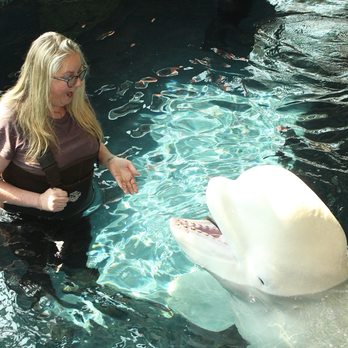 Shedd Aquarium - Beluga whale encounter - Aquariums Near Me - Chicago, Illinois Shedd Aquarium - Beluga whale encounter - Aquariums Near Me - Chicago, Illinois