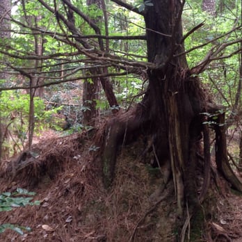 Mississippi Petrified Forest - Gnarled Tree - Museums Near Me - Flora, Mississippi