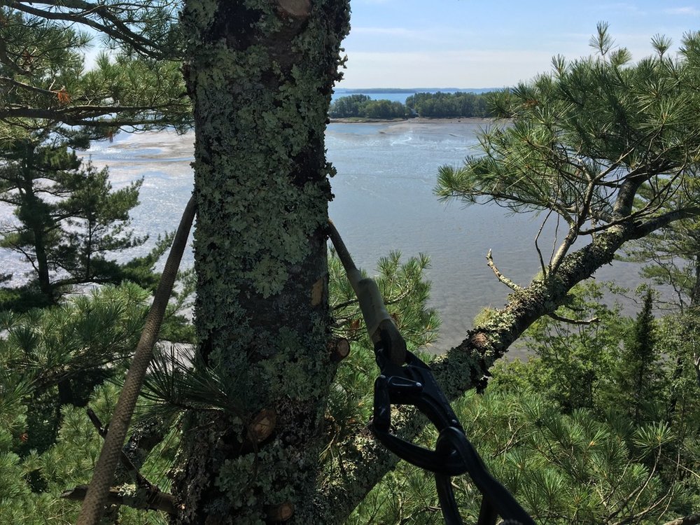 Tweedie Tree Care - tree service in Westbrook, ME