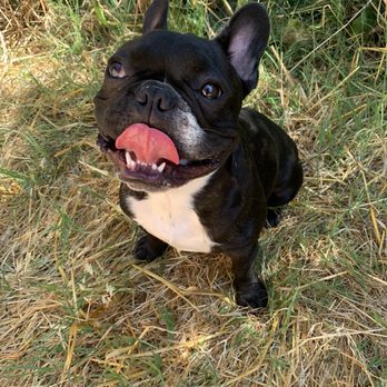 Akina K9 - Thank you again Richard for helping us with Leo! - Pet Training Near Me - Gilroy , California