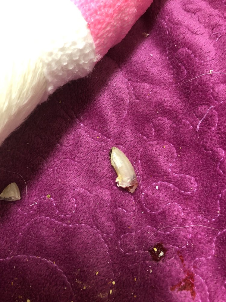 NORTH WAKE ANIMAL HOSPITAL 34 Photos & 32 Reviews Veterinarians 2160 S Main St, Wake