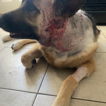 Advanced Veterinary Care - How she was sent home after being "treated" - Veterinarians Near Me - Salt Lake City, Utah Advanced Veterinary Care - How she was sent home after being "treated" - Veterinarians Near Me - Salt Lake City, Utah