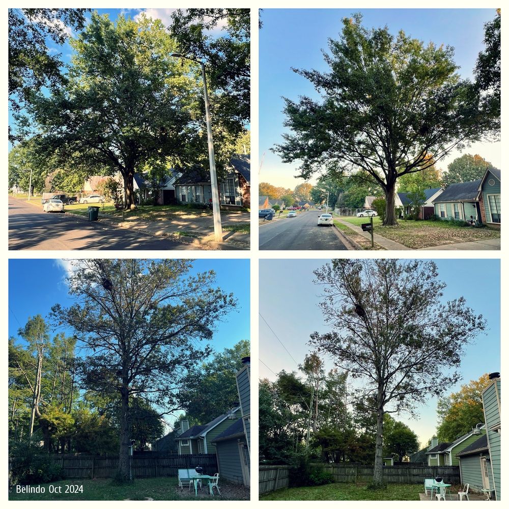 Acuna Tree Services - tree service in Memphis, TN