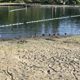Ducks around swim area