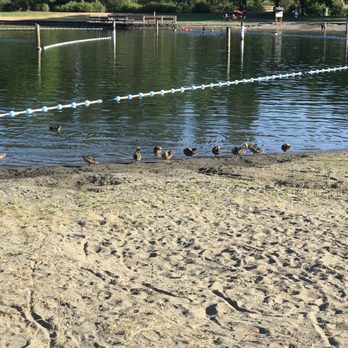 Klineline Pond - Ducks around swim area - Parks Near Me - Vancouver, Washington