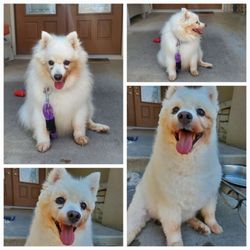 Rebecca's Buddies - Before and after scissor trim