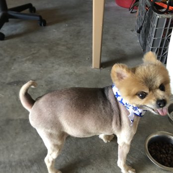 Classy Canine's Wiggle Rumps - What I got today from the new owners. I paid for a damn buzz cut but asked for a boo cut!!! HORRIBLE!!! - Pet Groomers Near Me - Castrovalley, California