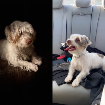 Paw Spa - Before and after! - Pet Groomers Near Me - Elk Grove, California Paw Spa - Before and after! - Pet Groomers Near Me - Elk Grove, California