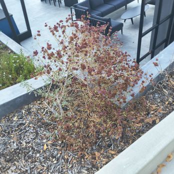 Bayscape Landscape Management - A plant that previously thrived, now dying from being over-watered. - Landscaping Near Me - Alviso, California