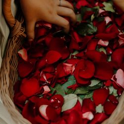 Carol's Floral Creations - Red rose petals for flower girls