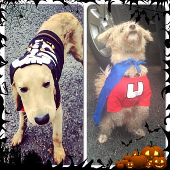 Dog Love Solutions - Trick or licks? - Dog Walkers Near Me Dog Love Solutions - Trick or licks? - Dog Walkers Near Me