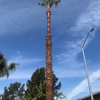 Golden Tree Company - after - Tree Services Near Me - San Jose, California Golden Tree Company - after - Tree Services Near Me - San Jose, California