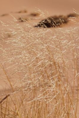 Coral Pink Sand Dunes State Park by null