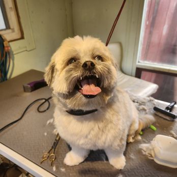 Ruff N' It Doggy Spa - Pet Groomers Near Me - Vernon, British Columbia Ruff N' It Doggy Spa - Pet Groomers Near Me - Vernon, British Columbia