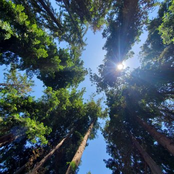 The Magic Forest - Trees - Active Life Near Me - Palo Alto, California The Magic Forest - Trees - Active Life Near Me - Palo Alto, California