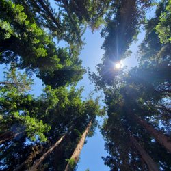 The Magic Forest - Trees