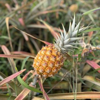 Maui Pineapple Tour - Baby Maui Gold growing - Tours Near Me - Makawao, Hawaii Maui Pineapple Tour - Baby Maui Gold growing - Tours Near Me - Makawao, Hawaii