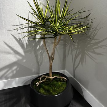 Interior Gardens - Nurseries & Gardening Near Me - Las Vegas, Nevada