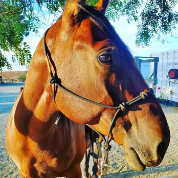 Bradshaw Equestrian & Co. - One of the gorgeous horses - Horseback Riding Near Me Bradshaw Equestrian & Co. - One of the gorgeous horses - Horseback Riding Near Me