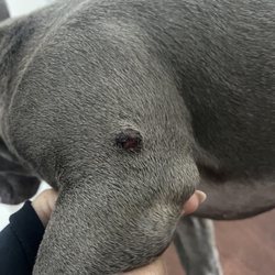 Charlottesville Veterinary Hospital