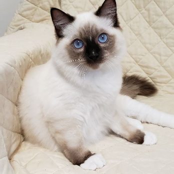 WI Floppy Cats - Pet Breeders Near Me - Nekoosa, Wisconsin WI Floppy Cats - Pet Breeders Near Me - Nekoosa, Wisconsin