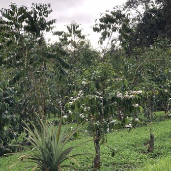 Kona Sunset Coffee - Coffee farm producing exceptional 100% Kona Coffee Female owned and operated - Attraction Farms Near Me - Holualoa, Hawaii Kona Sunset Coffee - Coffee farm producing exceptional 100% Kona Coffee Female owned and operated - Attraction Farms Near Me - Holualoa, Hawaii
