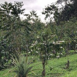 Kona Sunset Coffee - Coffee farm                      producing exceptional 100% Kona Coffee          Female owned and operated