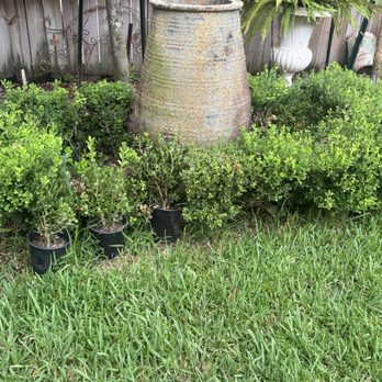 By Weather Lawncare - He replaced boxwoods, trimmed, added garden soil and mulch to the area - Lawn Services Near Me - Gretna, Louisiana