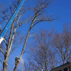 Lasky Enterprises - This Ash tree died from the Emerald Ash Borer. Tree integrity was not trusted so we used a crane to safely dismatle