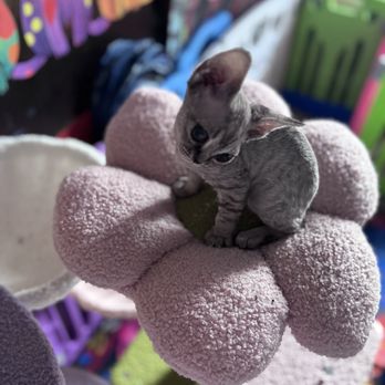 Chimbuka Devon Rex Cattery - Pet Adoption Near Me - St. Catharines, Ontario