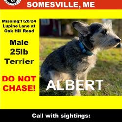 National Park Canoe & Kayak Rental - Albert missing dog 1/31/24 spotted nearby