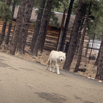 Bearizona - Zoos Near Me - Williams, Arizona