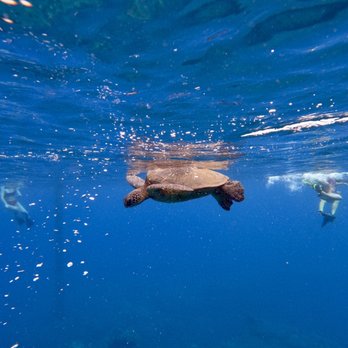 Sea Maui - You will see so many turtles - Boat Charters Near Me - Lahaina, Hawaii Sea Maui - You will see so many turtles - Boat Charters Near Me - Lahaina, Hawaii