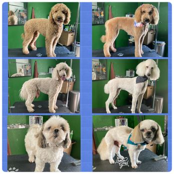 Stylish Paws By Ashley - Before and after - Pet Groomers Near Me - Arlington, Washington Stylish Paws By Ashley - Before and after - Pet Groomers Near Me - Arlington, Washington