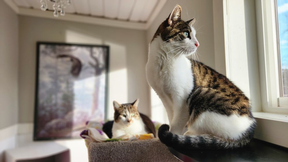 Creekside Cats Boarding Hotel