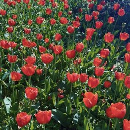 Tulips