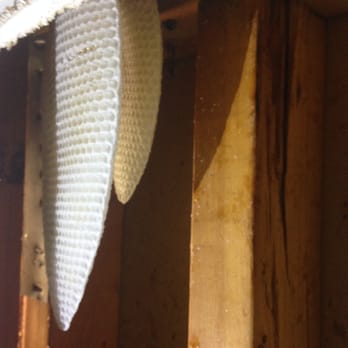 Pro Pacific Pest Control - Honeycombs in my wall - Pest Control Near Me - Anaheim, California