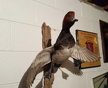 Central Flyway Taxidermy - taxidermy in Westerville, OH