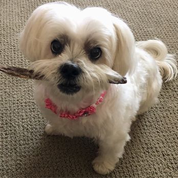 Lhasa Happy Homes - Tedi and her chewy - Pet Adoption Near Me - Santa Monica , California Lhasa Happy Homes - Tedi and her chewy - Pet Adoption Near Me - Santa Monica , California