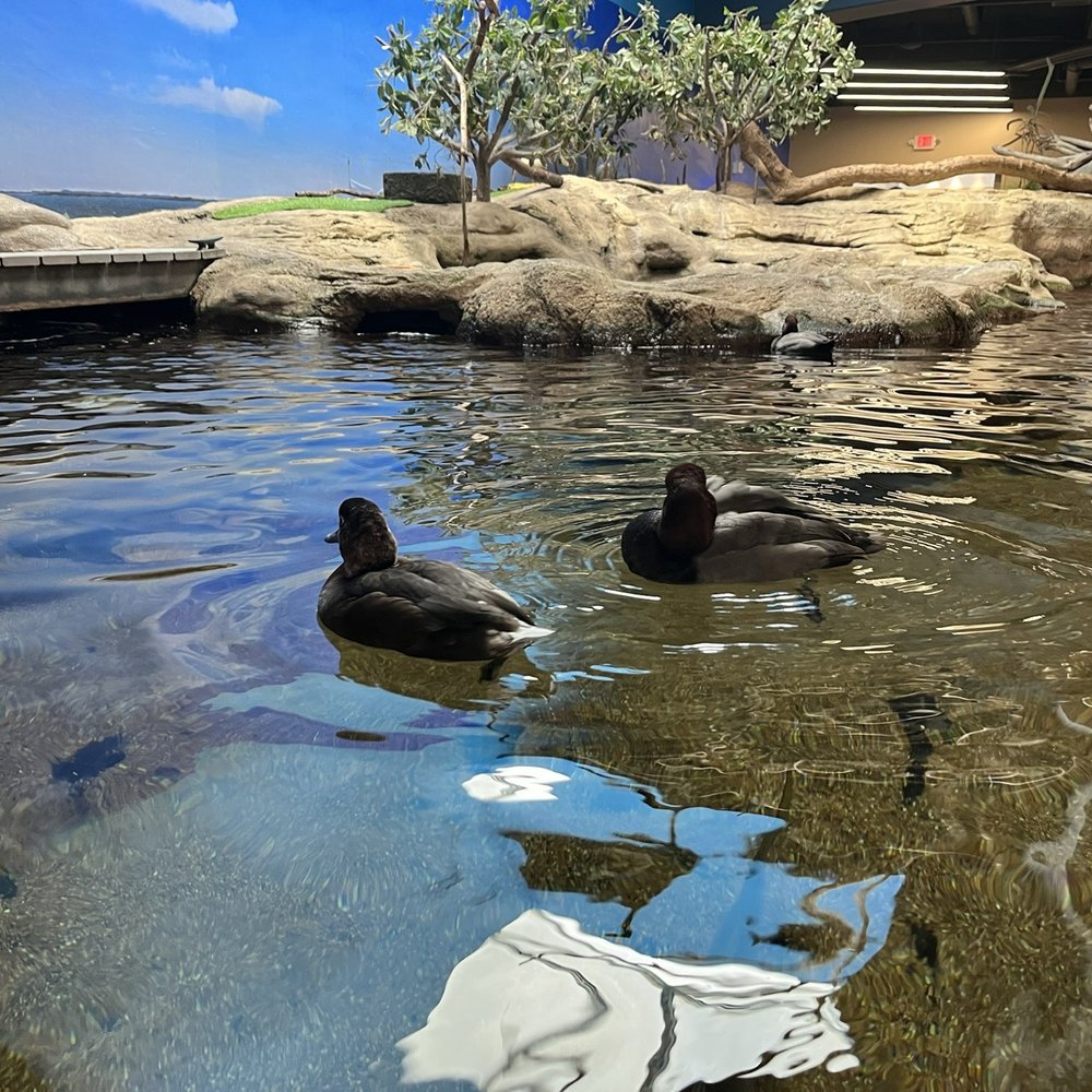 Texas State Aquarium - Aquariums Near Me - Corpus Christi, Texas Texas State Aquarium - Aquariums Near Me - Corpus Christi, Texas