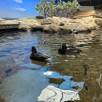 Texas State Aquarium - Aquariums Near Me - Corpus Christi, Texas Texas State Aquarium - Aquariums Near Me - Corpus Christi, Texas