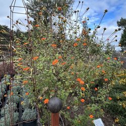 Cottage Gardens Of Petaluma