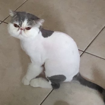 Styleash Paws Mobile Pet Grooming - Happy kitty!!! Thank you!!! - Pet Groomers Near Me Styleash Paws Mobile Pet Grooming - Happy kitty!!! Thank you!!! - Pet Groomers Near Me