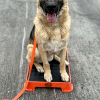 Cal State Dog Supplies - My boy Ronin - Pet Stores Near Me - Covina, California Cal State Dog Supplies - My boy Ronin - Pet Stores Near Me - Covina, California