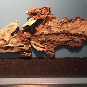 Field Museum - Tiktaalik the evolutionary transition from fish to amphibians. It's hard to find but one of the most important pieces. - Museums Near Me - Chicago, Illinois Field Museum - Tiktaalik the evolutionary transition from fish to amphibians. It's hard to find but one of the most important pieces. - Museums Near Me - Chicago, Illinois