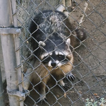 Orange County Zoo - Adorable raccoon - Zoos Near Me - Orange, California Orange County Zoo - Adorable raccoon - Zoos Near Me - Orange, California