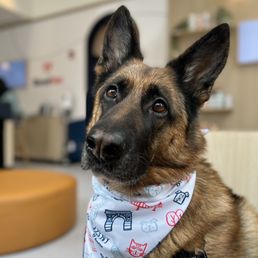 Lucy with her free Bond Vet bandana Lucy with her free Bond Vet bandana